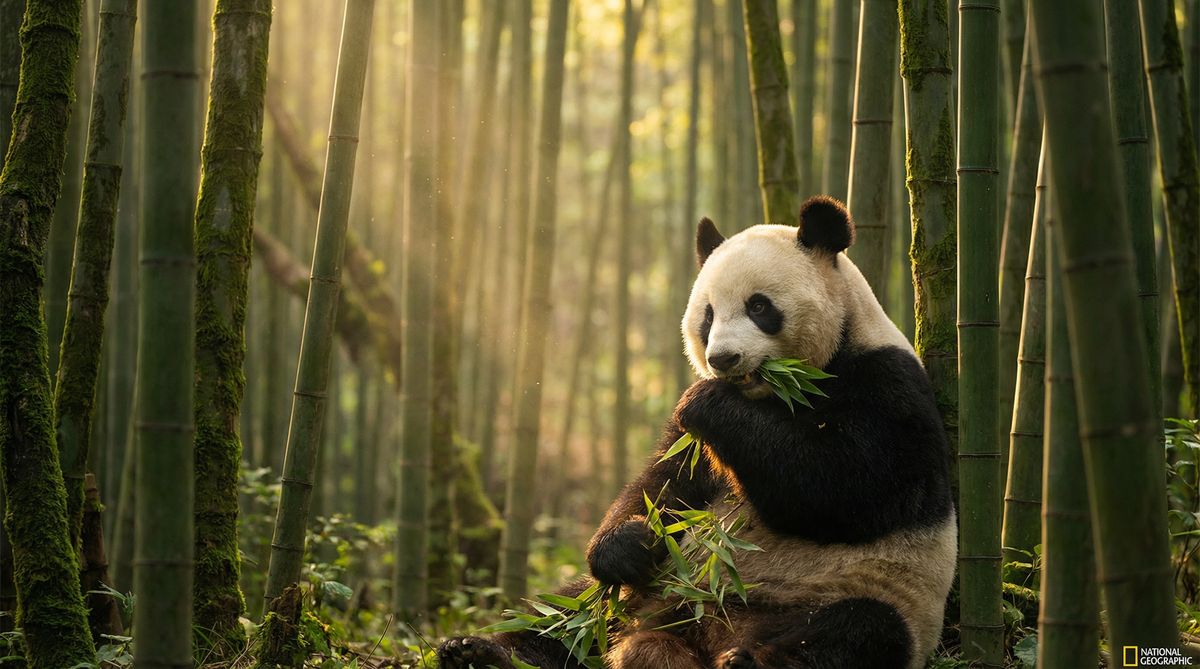 老司机动物写真视频社区